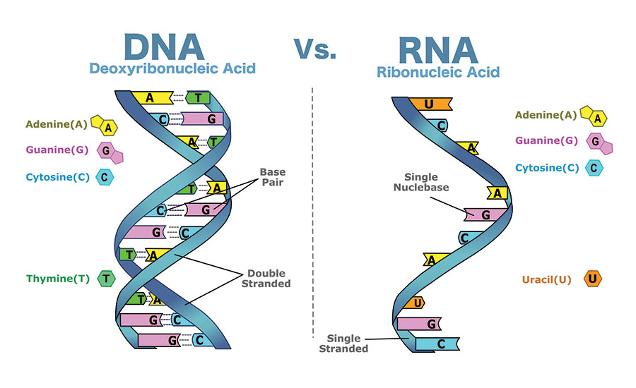 DNA Vs RNA 5 Key Differences You Should Know