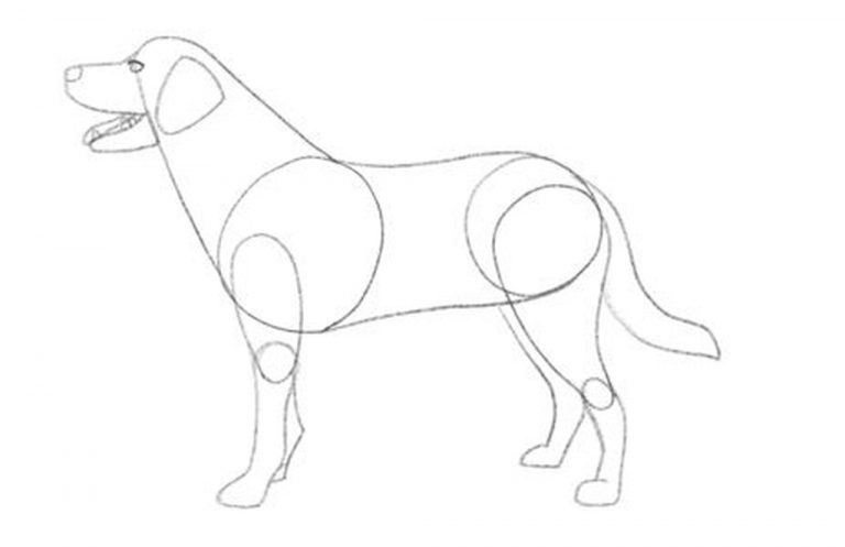 How To Draw A Dog For Beginners [Video Tutorial]