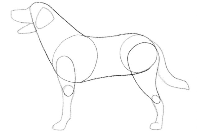 How To Draw A Dog For Beginners [Video Tutorial]