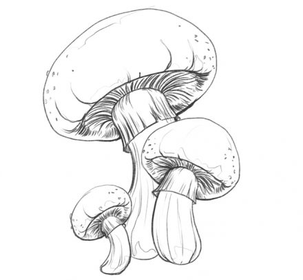 Mushroom Drawing In 7 Easy Steps [Video + Illustrations]