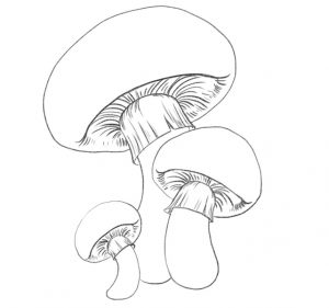 Mushroom Drawing In 7 Easy Steps [Video + Illustrations]