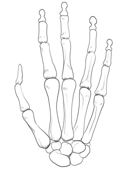 Skeleton Hand Drawing In 5 Steps [Video + Illustrations]