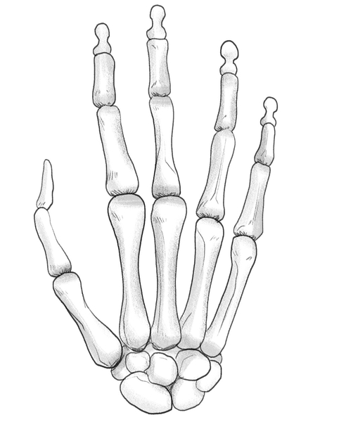 Skeleton Hand Drawing In 5 Steps [Video + Illustrations]