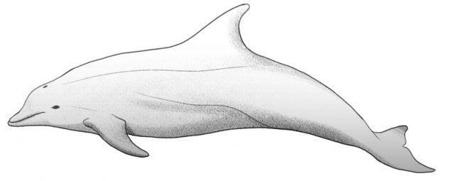 Dolphin Drawing Beginner’s Guide [6 Steps + Video]