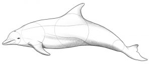 Dolphin Drawing Beginner’s Guide [6 Steps + Video]