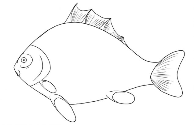 Fish Drawing Guide: 6 Steps For Beginners [Video + Images]