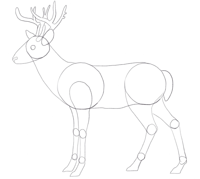 Drawing a deer in 10 steps  easy tutorial  CraftMart