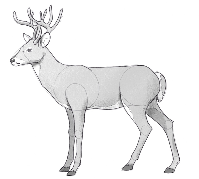 easy deer drawings