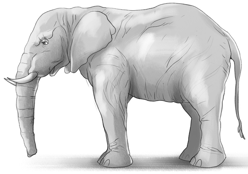 How to Draw a Realistic Elephant