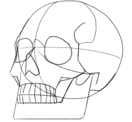 Skull Drawing Guide In 5 Easy Steps [Video + Images]