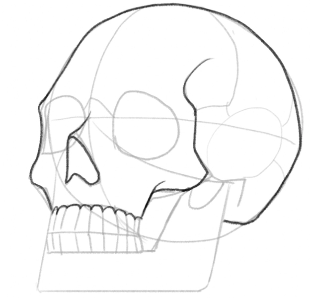 Skull Drawing Guide In 5 Easy Steps [Video + Images]