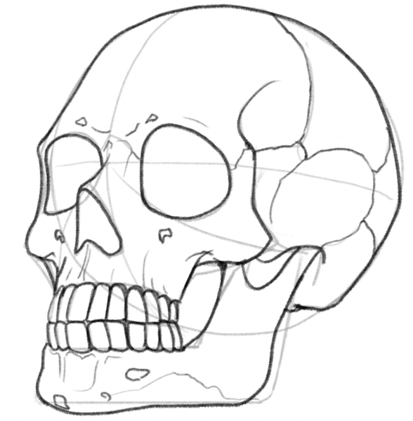 Skull Drawing Guide In 5 Easy Steps [Video + Images]