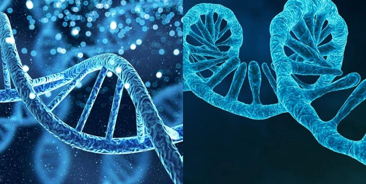 dna and rna