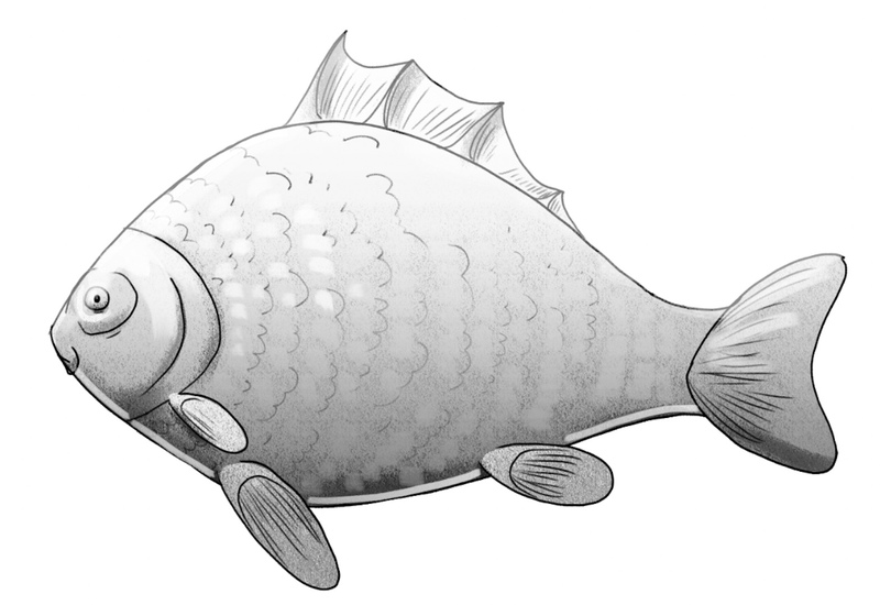 Fish vector illustration template for Coloring book. Drawing, fish drawing  - thirstymag.com
