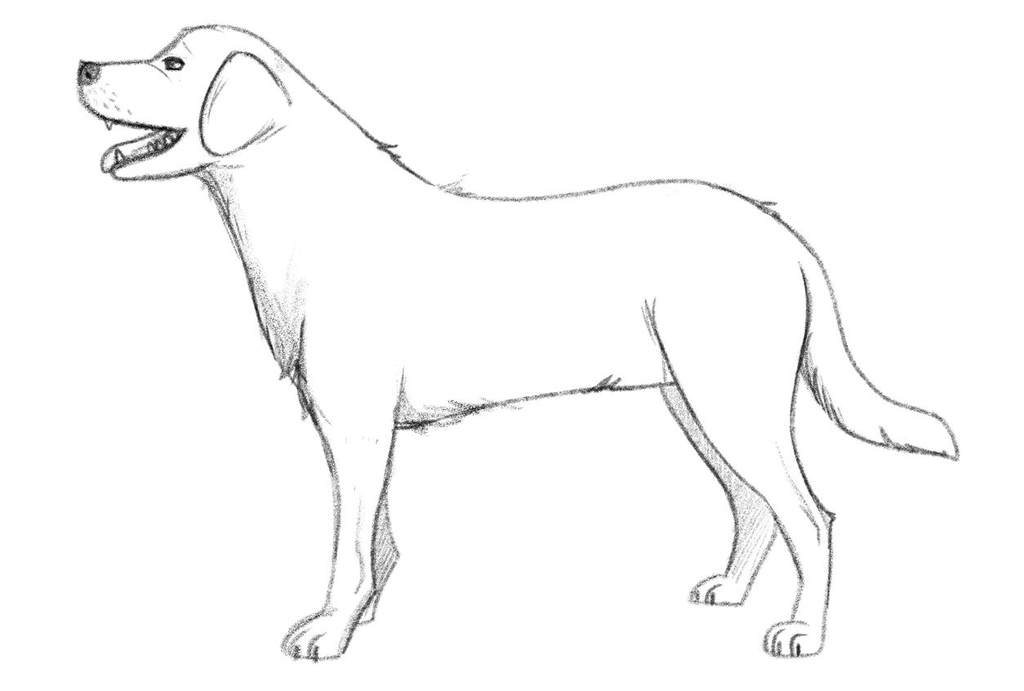 dog drawing outline