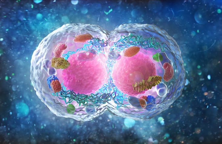 mitosis and meiosis