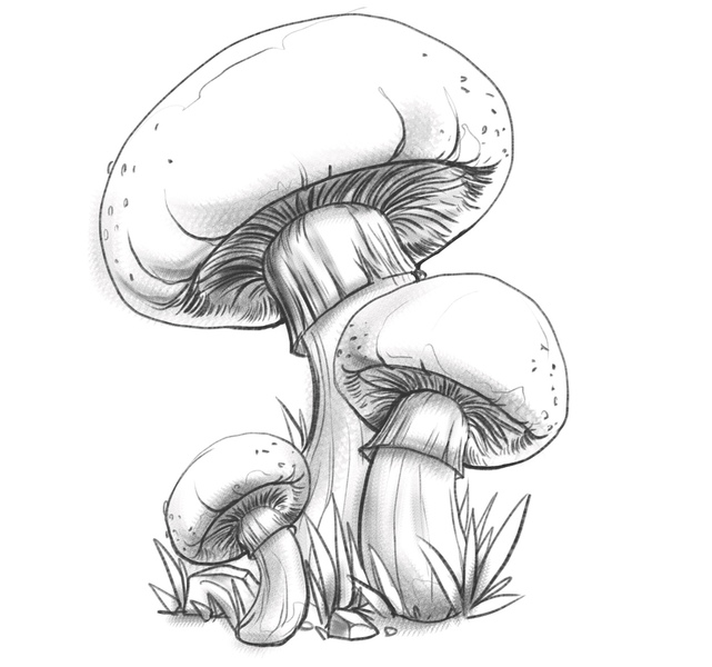 Mushroom hand drawn vector illustration. sketch food drawing iso. Mushroom  hand drawn vector illustration. isolated sketch | CanStock