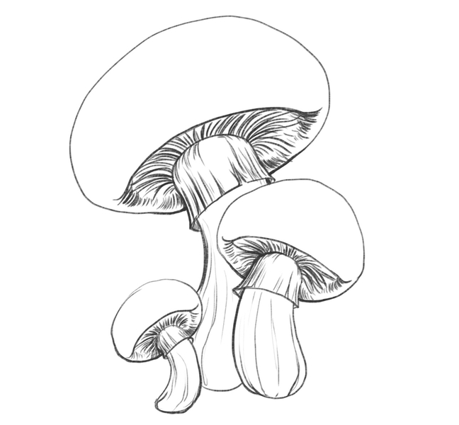 Original Fungi sketch | SeanBriggs