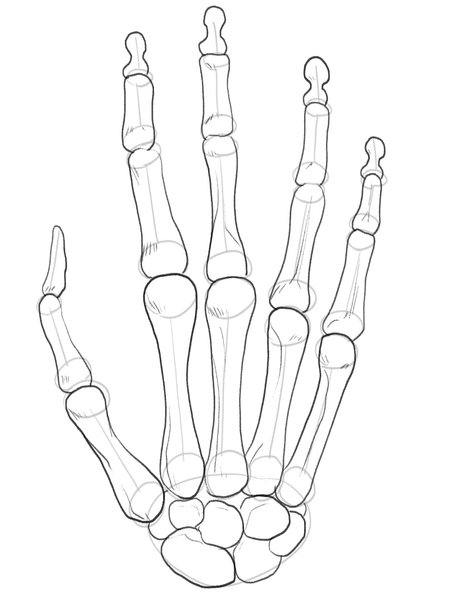 Skeleton Hand Drawing In 5 Steps Video Illustrations 