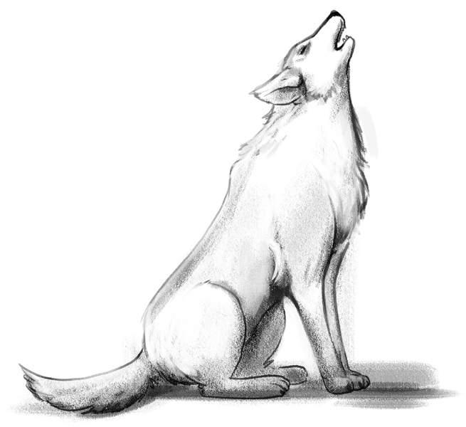 ArtStation - Wolf Drawing
