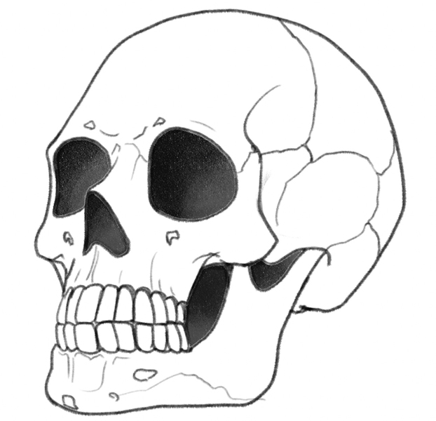 Simple Skull Side Drawing