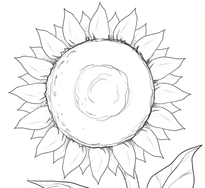 Finished sunflower drawing.