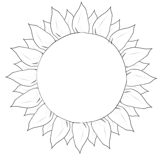 A sketch of a sunflower with the guidelines removed. 