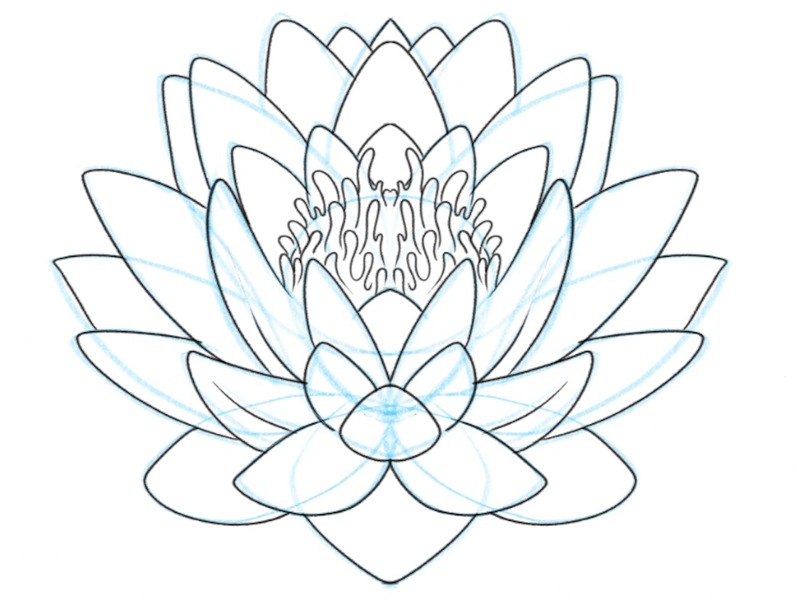 the inner petals added to the lotus flower sketch