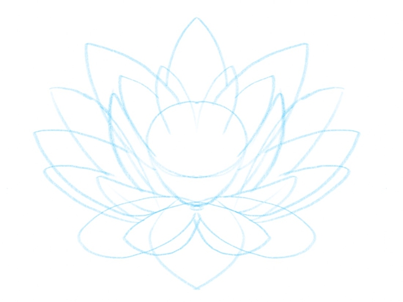 the lotus flower sketch with petals