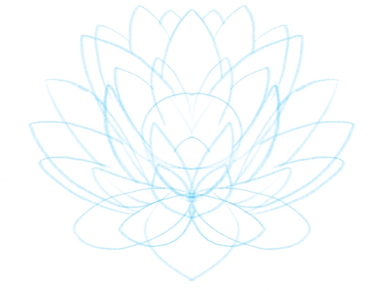 the lotus flower drawing with petals