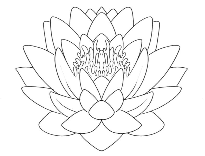 the guidelines are removed from the lotus flower sketch